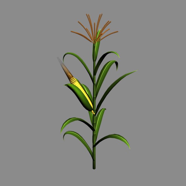 Koike town – plant – corn 02 3D Model