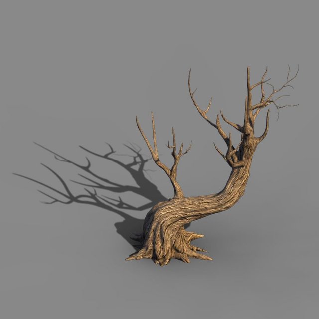 Acacia – trunks 01 3D Model