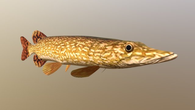 Northern pike 3D Model