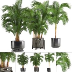 Collection of decorative palms 3D Model