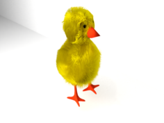 Baby Chicken Free 3D Model