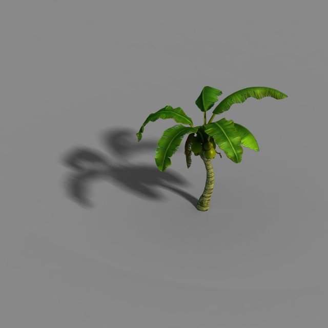 Liuli Island – coconut tree 02 3D Model