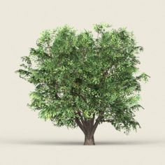 Game Ready Forest Tree 11 3D Model