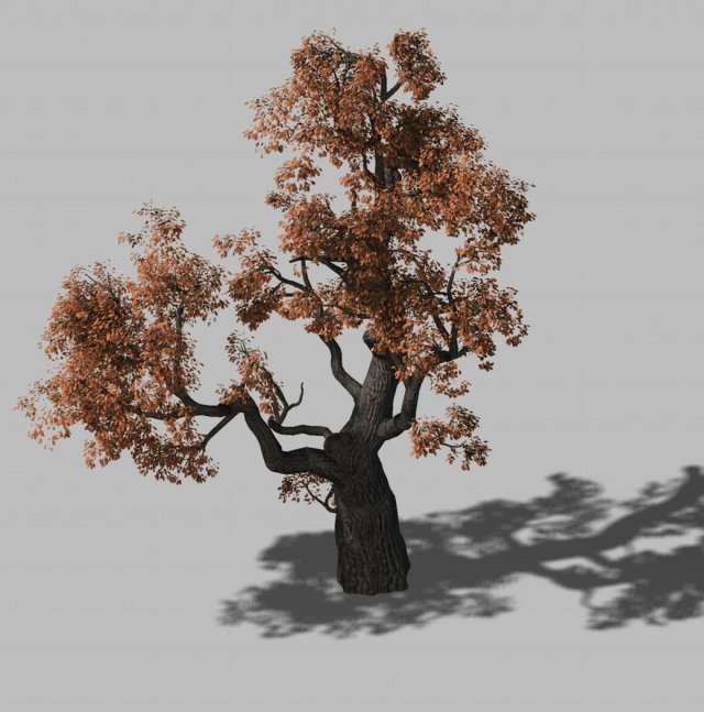 Huashan – Plant – Tree 01 3D Model