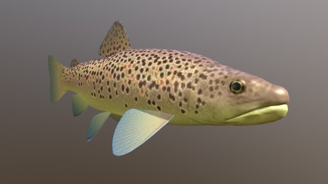 Brown trout Fish Koomja 3D Model