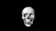 Lowpoly skull Free 3D Model