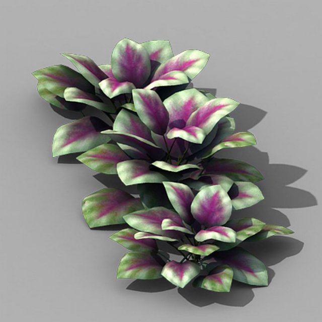 Huashan – plants – small plants 01 3D Model