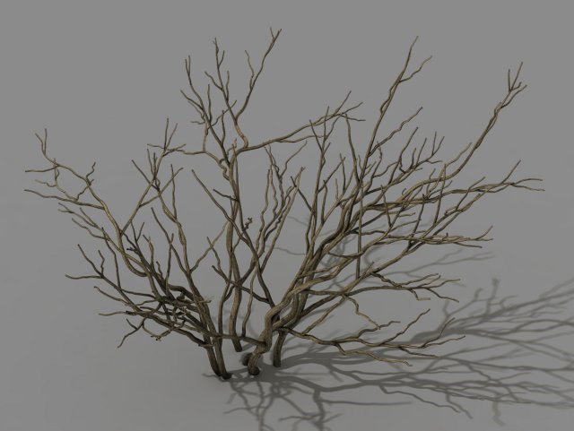 Mountain plants – shrubs 01 3D Model