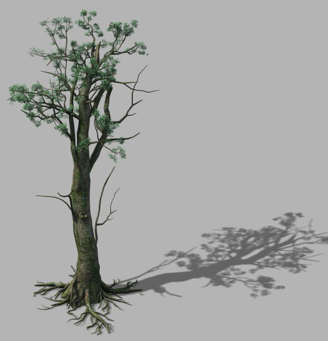 Mountain Hengshan – tree 02 3D Model
