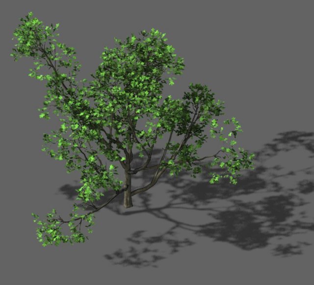 Huashan – plant – tree 07 3D Model