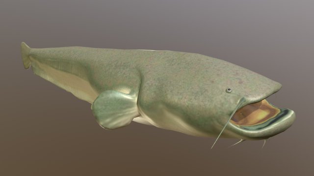 Large catfish 3D Model