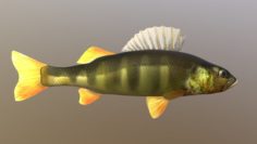 Fish river perch 3D Model