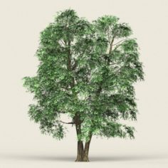 Game Ready Forest Tree 07 3D Model
