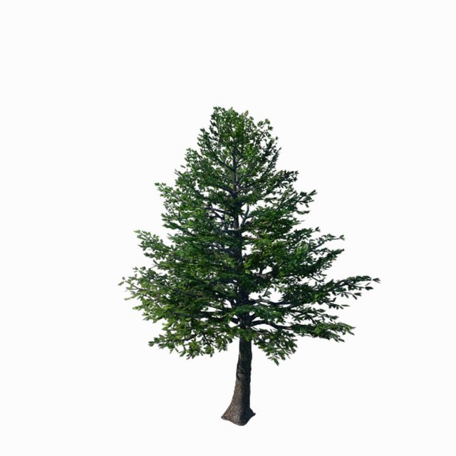 Sennard – evergreen 35 3D Model