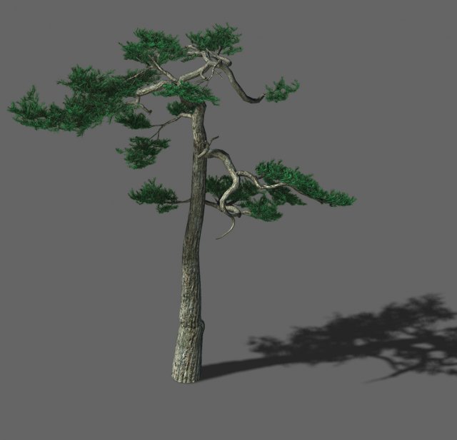 Huashan – plant – pine 03 3D Model