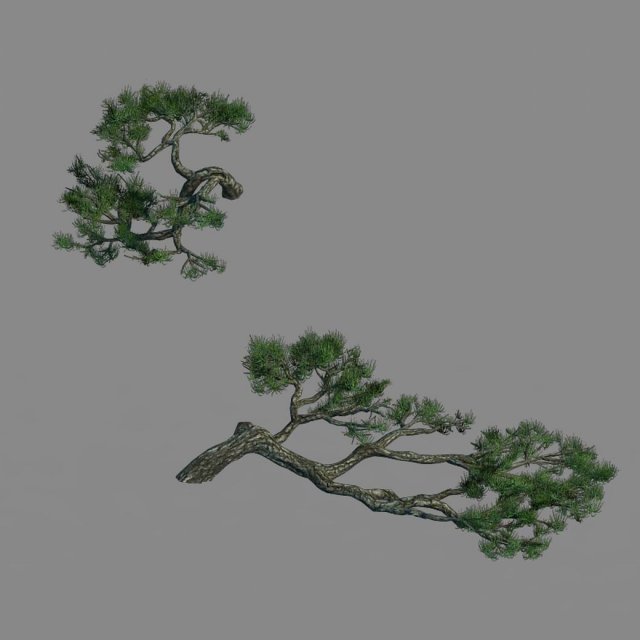 Acacia – Pine – Foliage 01 3D Model