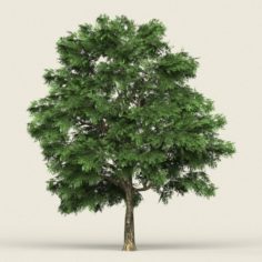 Game Ready Forest Tree 03 3D Model