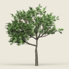 Game Ready Forest Tree 02 3D Model