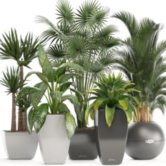 Collection of plants in pots 3D Model