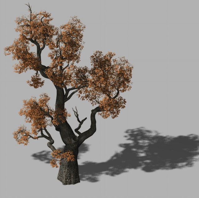 Huashan – plant – tree 03 3D Model