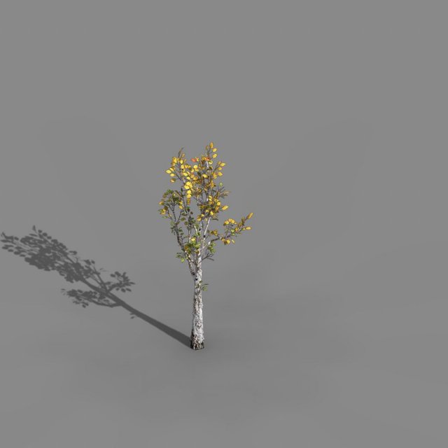 Empty Mulberry – birch 03 3D Model