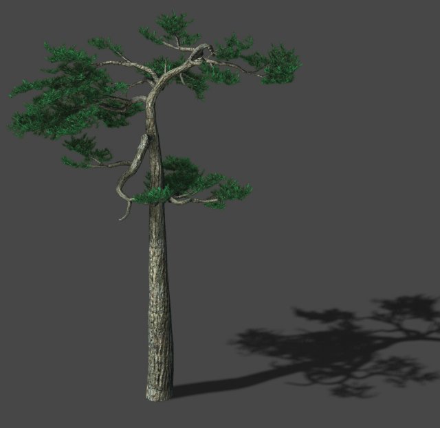 Huashan – Plant – Pine 04 3D Model