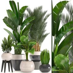 Collection of ornamental plants in pots 3D Model