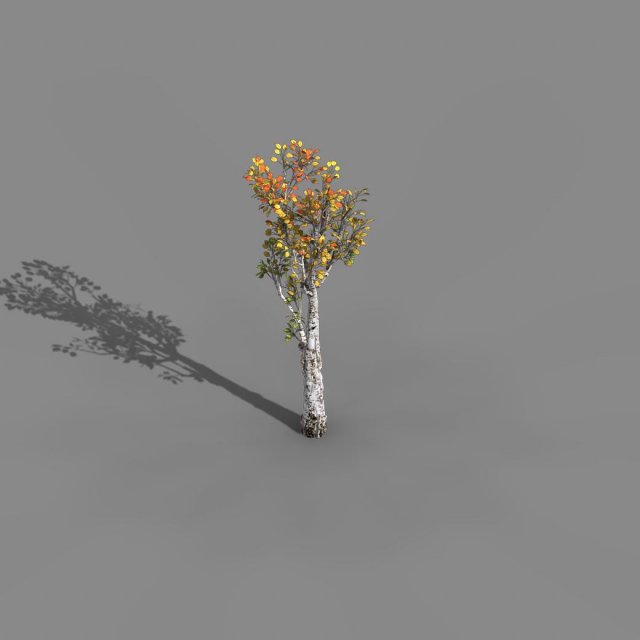 Empty mulberry – birch 02 3D Model