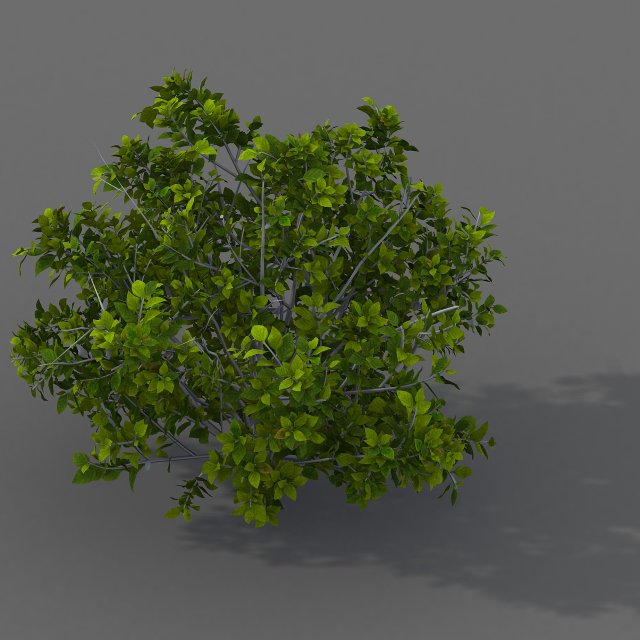 Journey to the West – shrubs 02 3D Model
