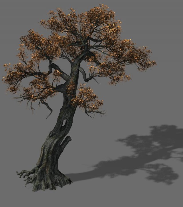 Huashan – plant – tree 06 3D Model