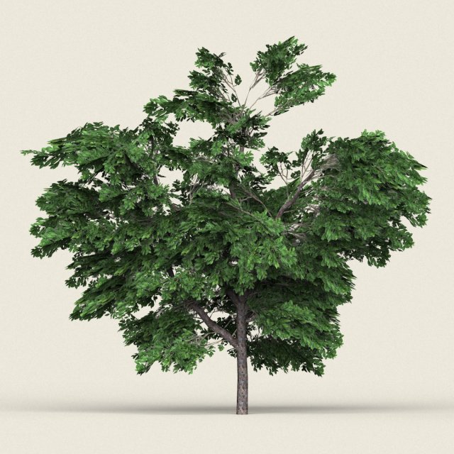 Game Ready Forest Tree 01 3D Model