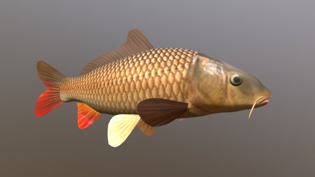 Carp or common carp 3D Model
