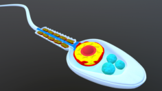 Sperm anatomical 3D Model
