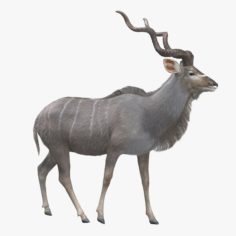 Kudu Antelope 3D Model