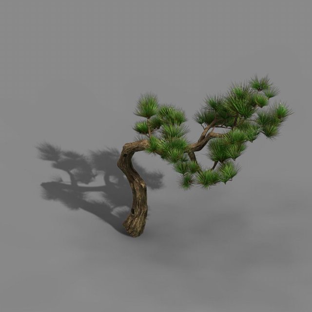 Tian Yin Temple – Pine 02 3D Model