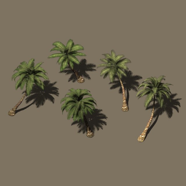 Plant – Coconut Tree 271 3D Model