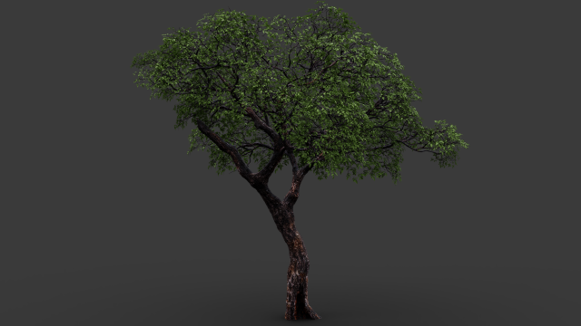Realistic Tree 2 3D Model