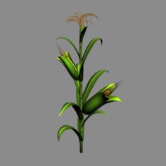 Koike town – plant – corn 01 3D Model
