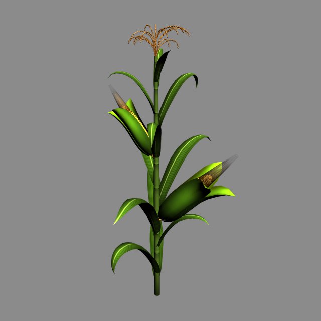Koike town – plant – corn 01 3D Model
