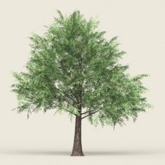 Game Ready Forest Tree 12 3D Model