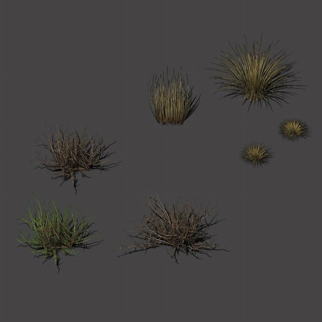 Desert plants – hay 272 3D Model