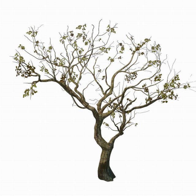 Sennard – Deciduous tree 3 3D Model