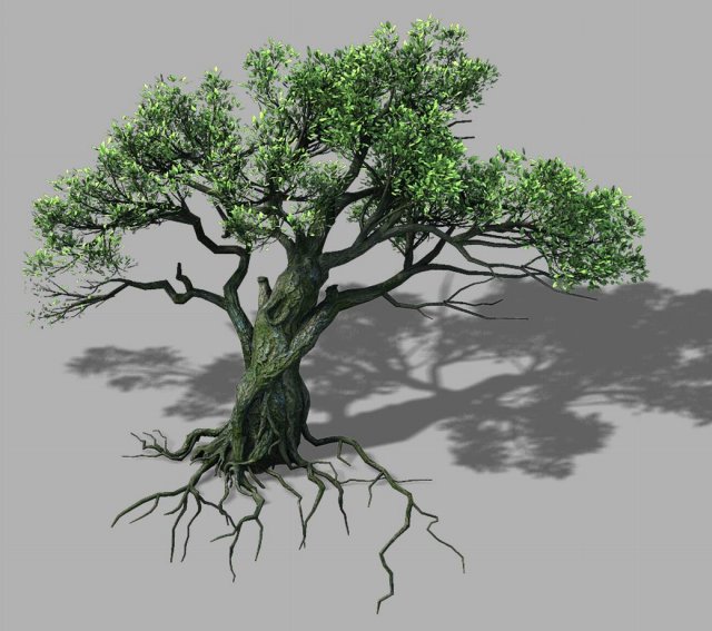 Songshan – plants – old trees 02 3D Model