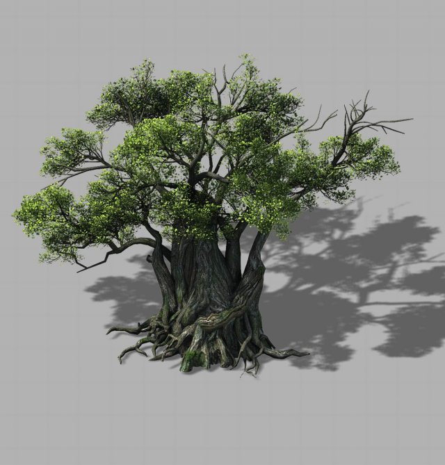 Songshan – Plants – Old trees 01 3D Model