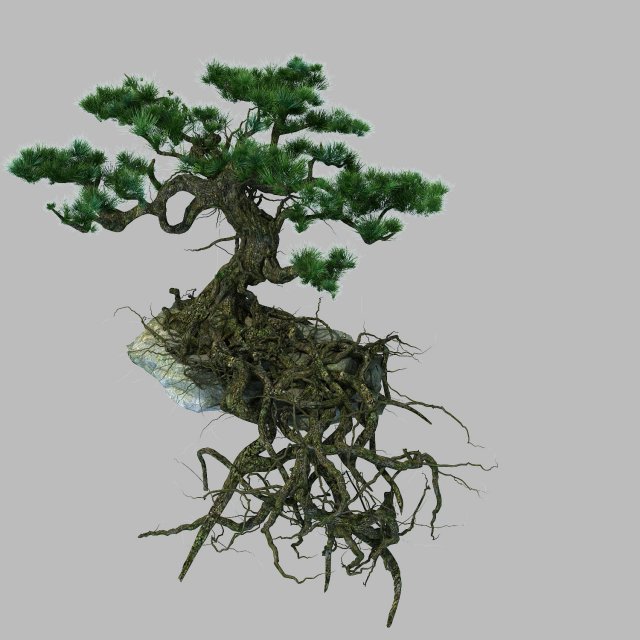 Woods – Plants – Pine 23 3D Model