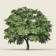Game Ready Forest Tree 14 3D Model