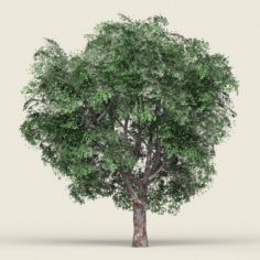 Game Ready Forest Tree 05 3D Model