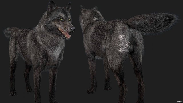 Wolf Free 3D Model