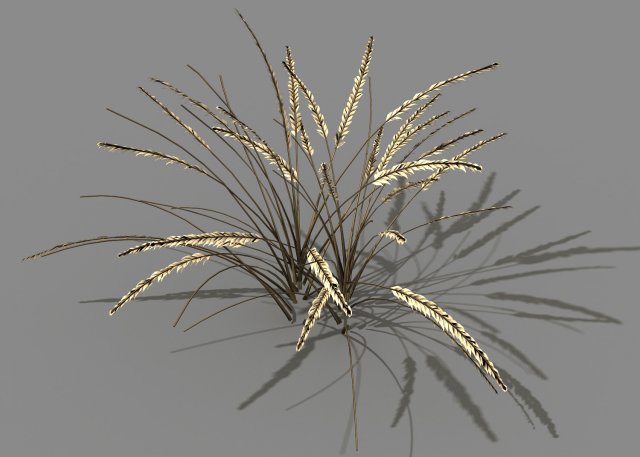Mountain plants – dog tail grass 01 3D Model