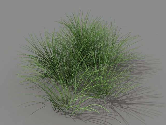 Mountain plants – flowers 03 3D Model